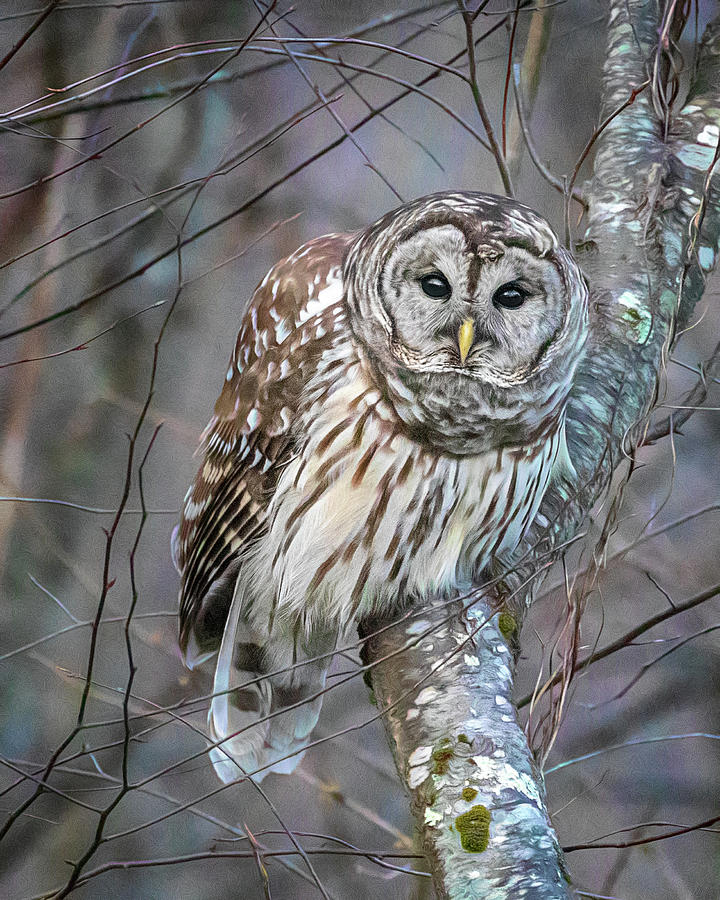 Barred Owl in the Woods Photograph by Jaki Miller