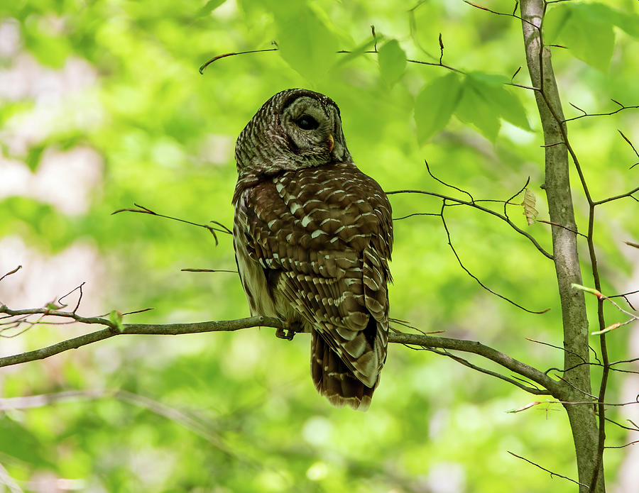 Barred Owl In Tree Photograph by Chad Meyer - Pixels