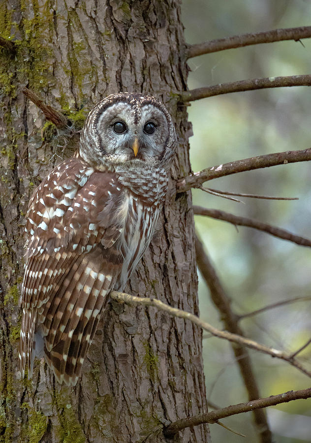 Barred Owl in Tree Photograph by Jay Sheinfield - Fine Art America