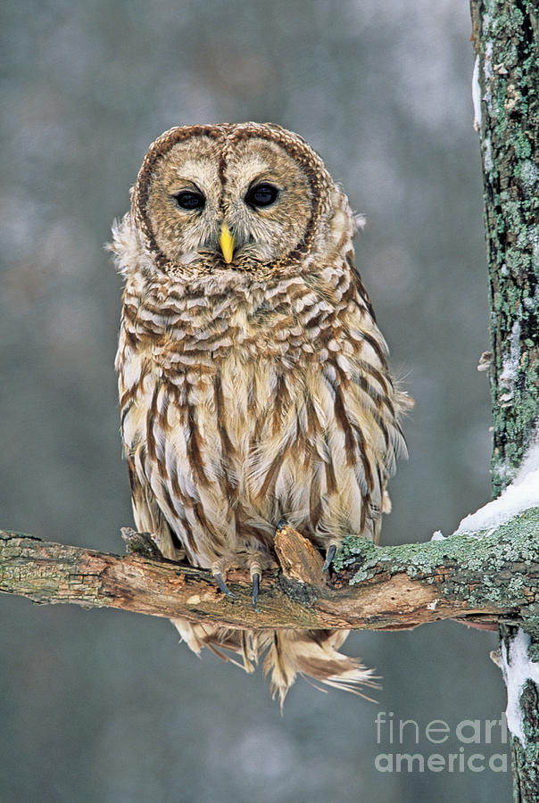 Barred Owl in Winter BI1049 Photograph by Mark Graf