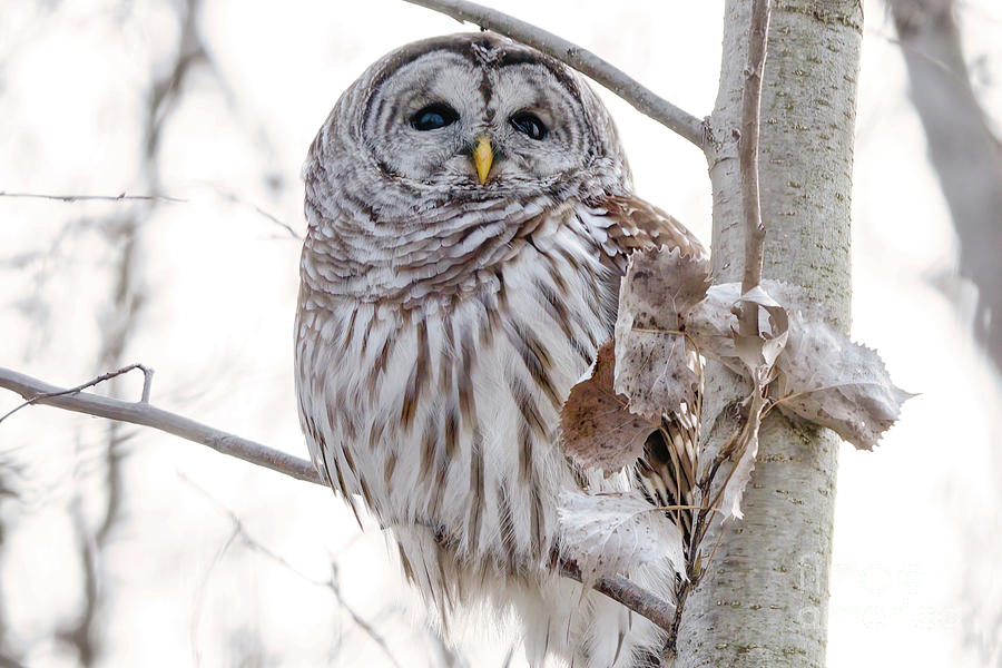Barred Owl In Winter Forest Photograph by Charline Xia