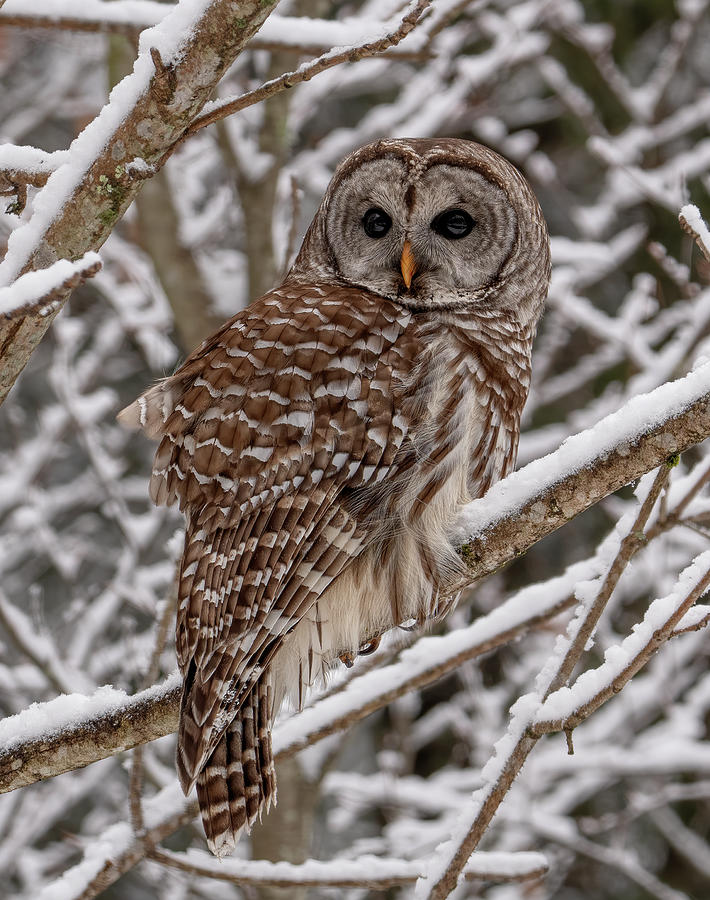 Barred Owl in Winter Photograph by Wade Aiken