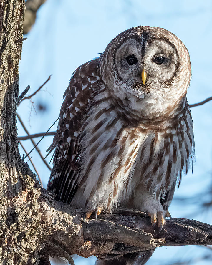 Barred Owl Photograph by James Barber