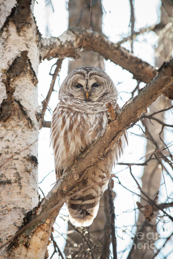 Barred Owl Photograph - Barred Owl by Jennylynn Fields Barred Owl Photograph - Barred Owl by Jennylynn Fields