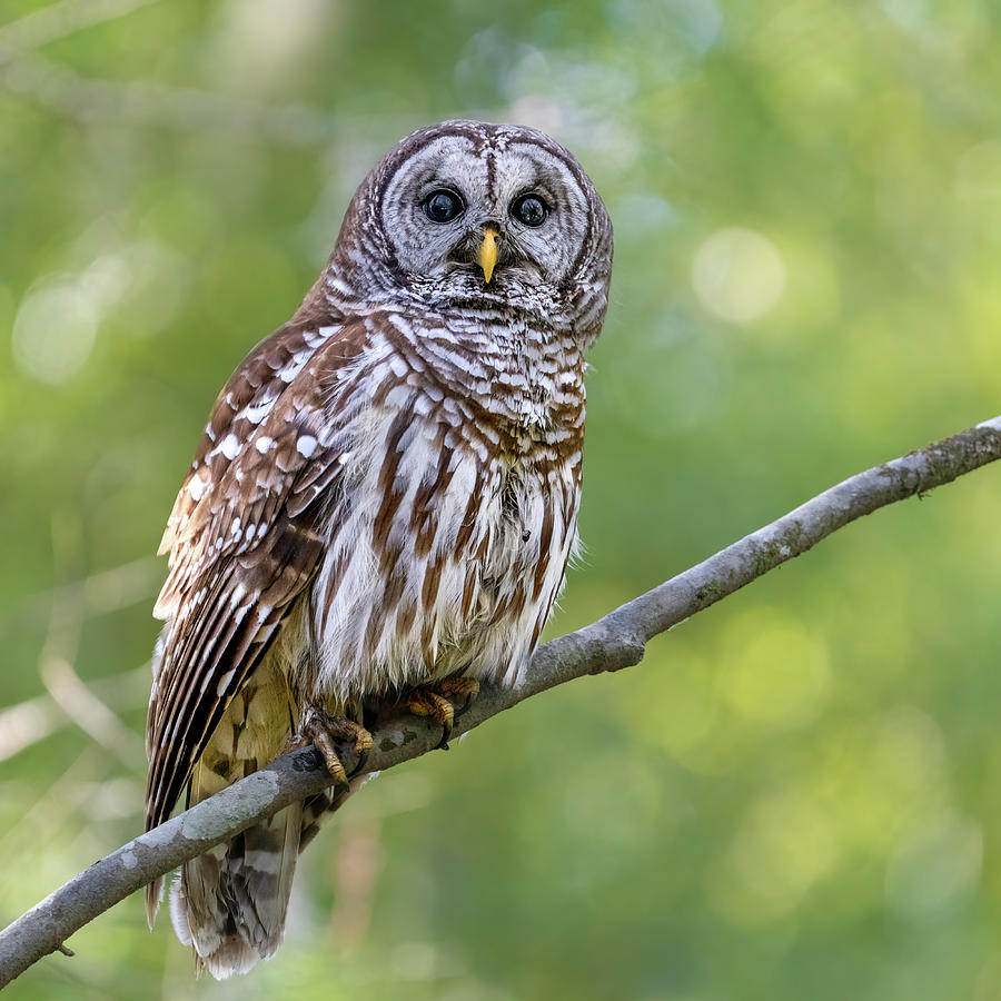 Barred Owl Photograph by Jim Miller
