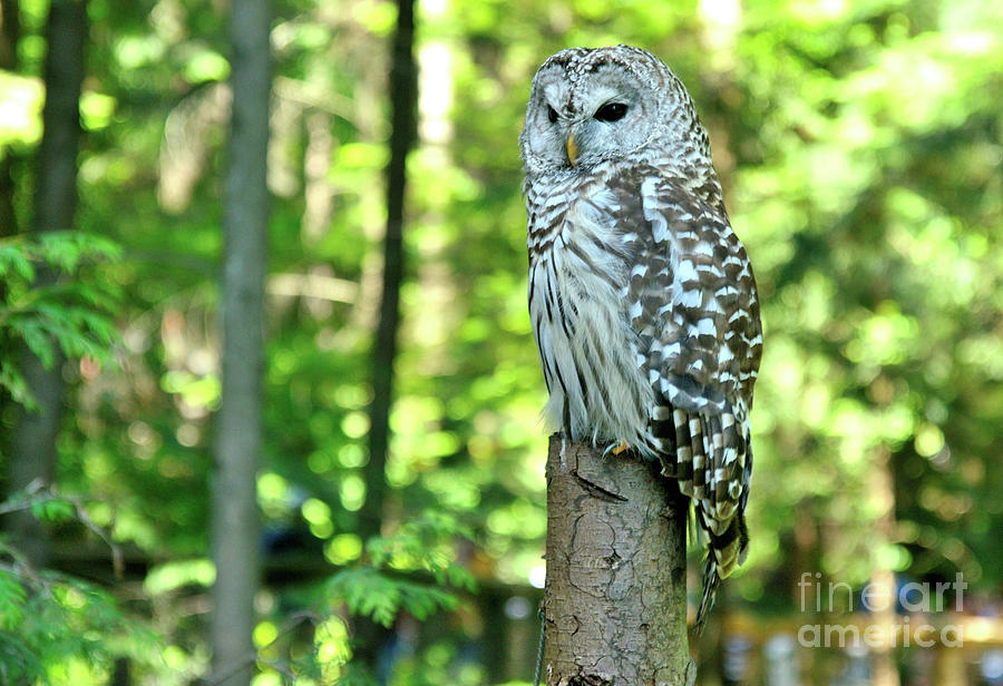 Barred Owl Photograph by Joe Ng