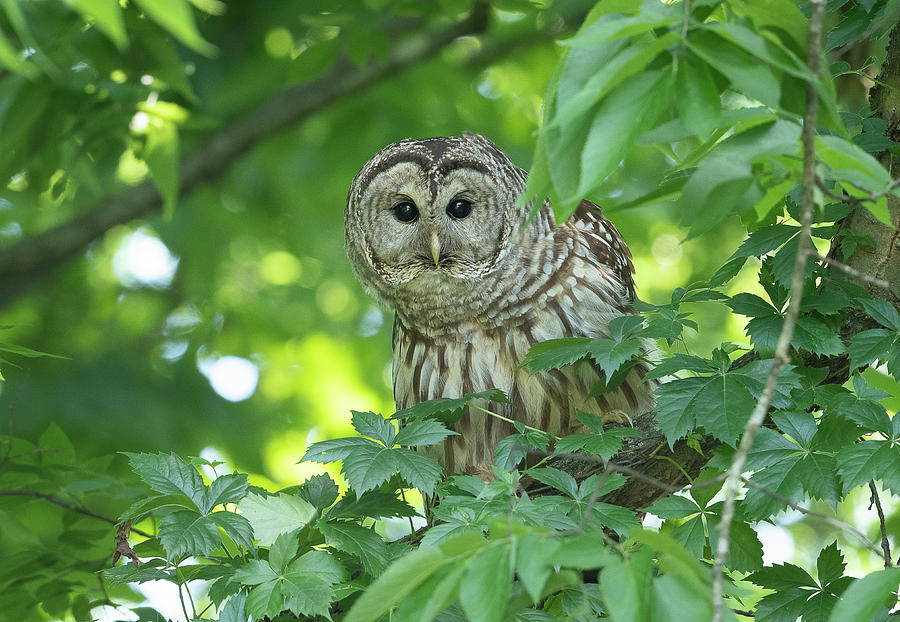 Barred Owl Photograph by Julie Barrick