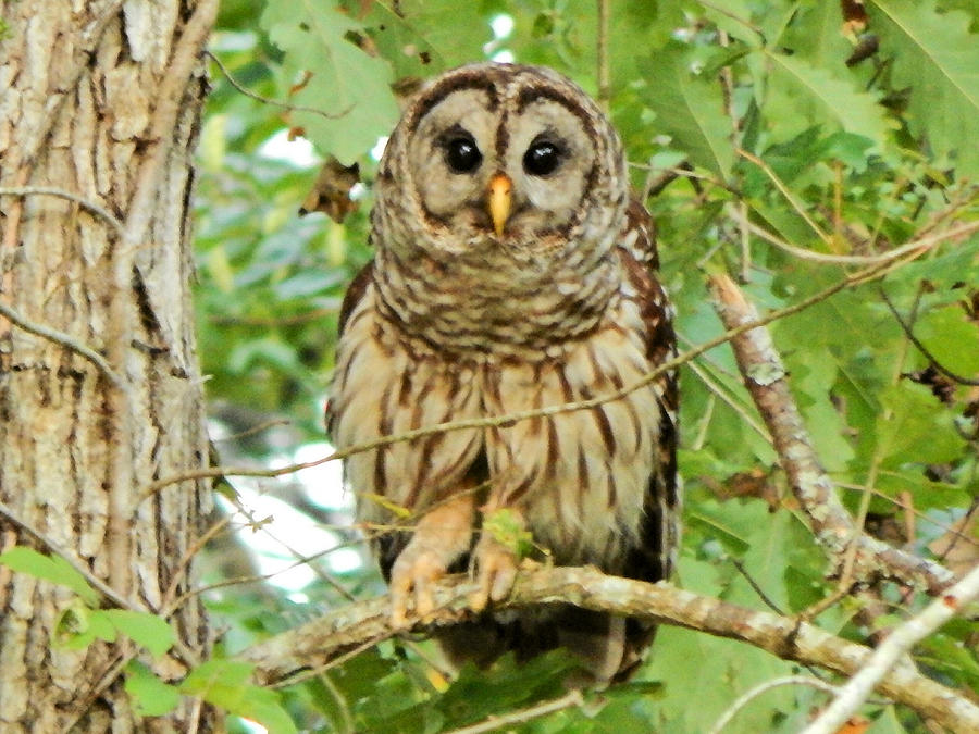 Barred Owl Photograph by Karen Stansberry