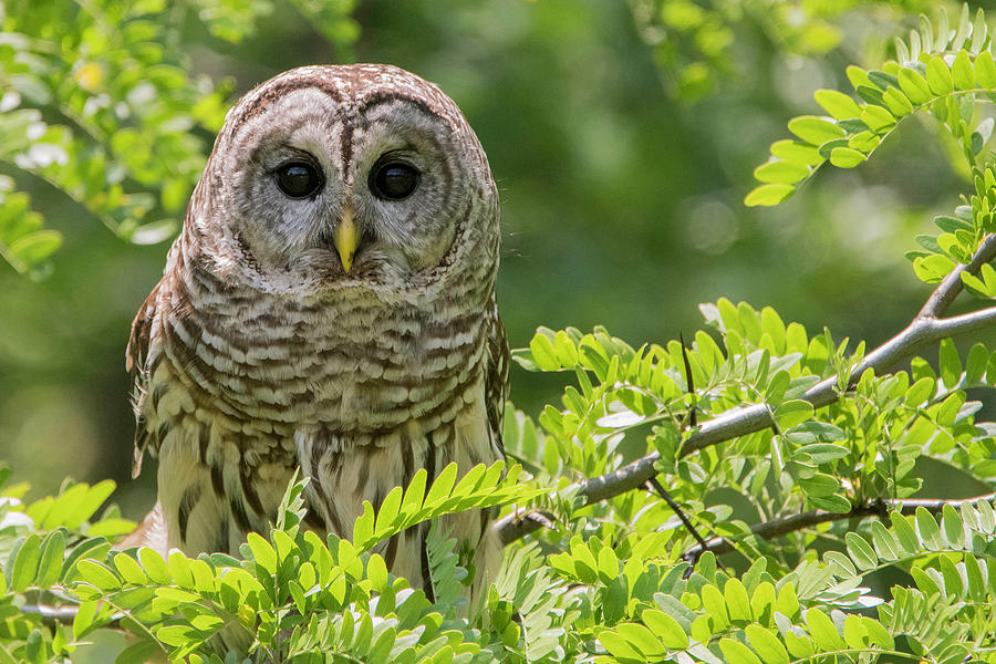 Barred Owl Photograph by Linda Shannon Morgan