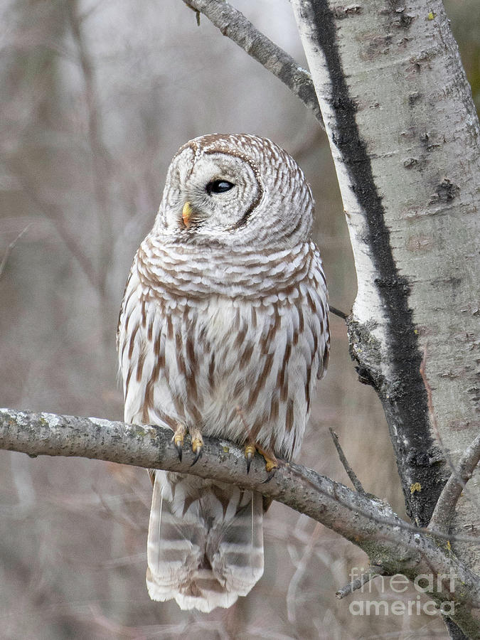 Barred Owl Looking Left Photograph by Nikki Vig