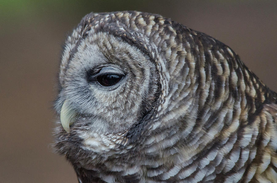 Barred Owl looks on Photograph by Carolyn Hall