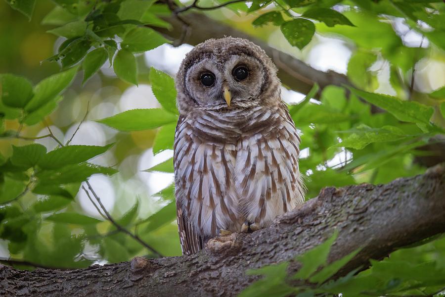 Barred Owl Looks Photograph by Ray Congrove