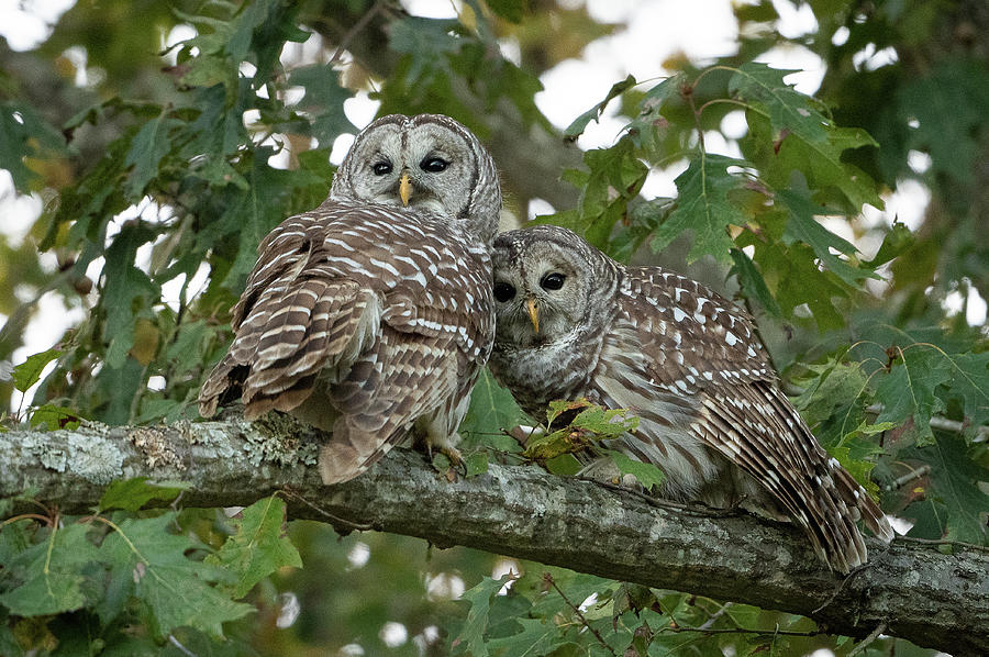 Barred Owl Love II Photograph by Julie Barrick