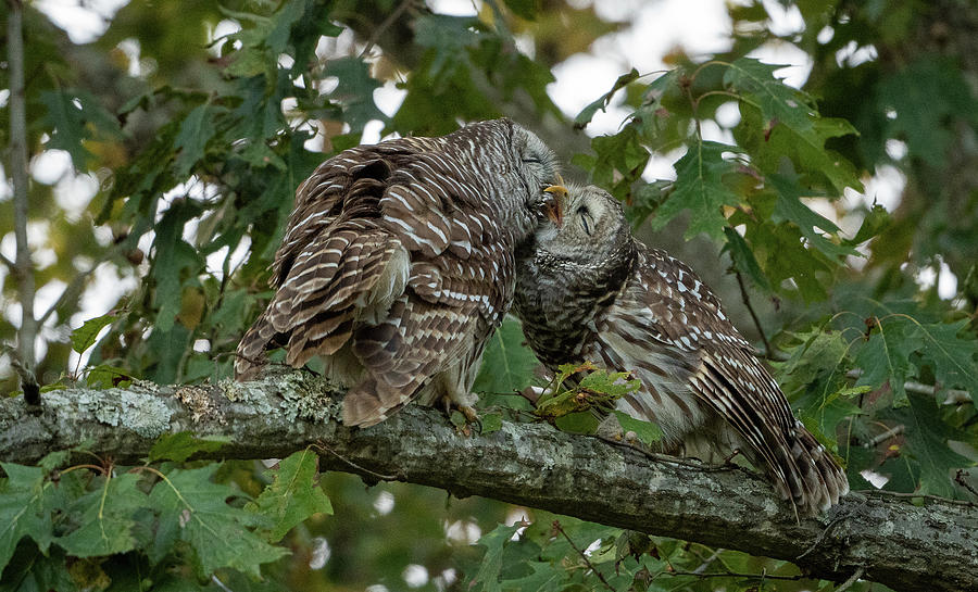 Barred Owl Love Photograph by Julie Barrick