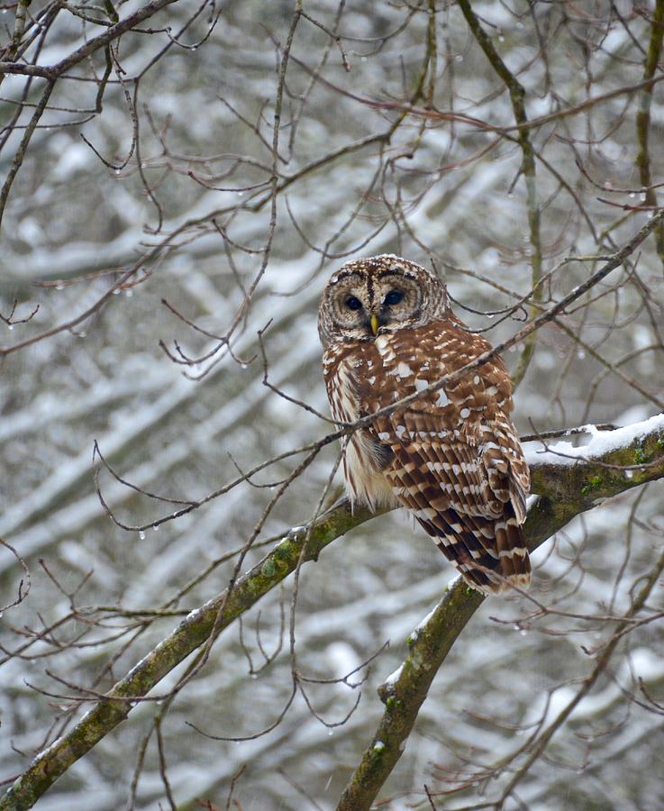 Barred owl Photograph by Lynn Hunt
