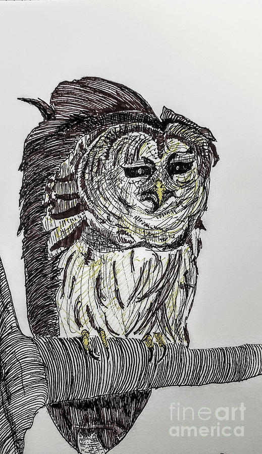 Barred Owl Drawing by Mary Capriole