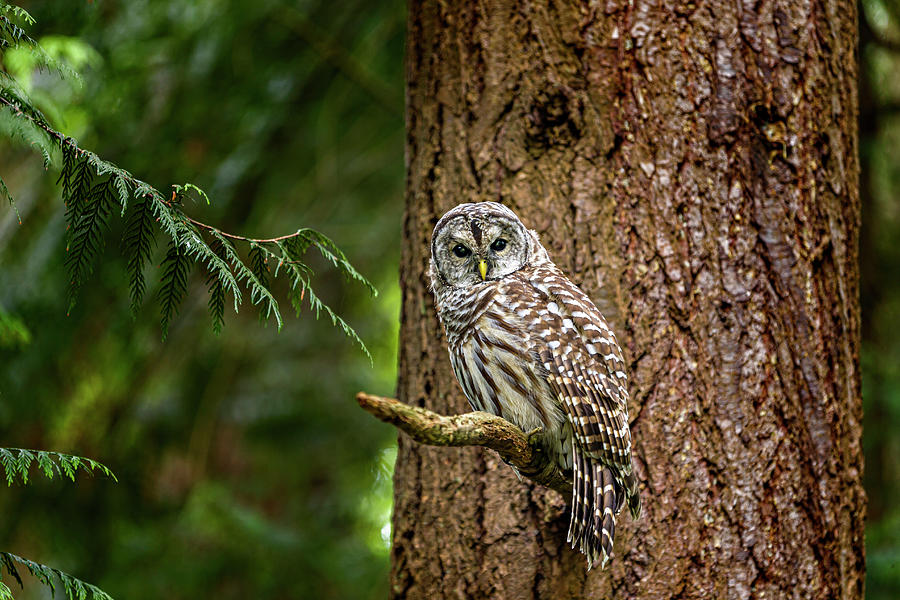 Barred Owl Photograph