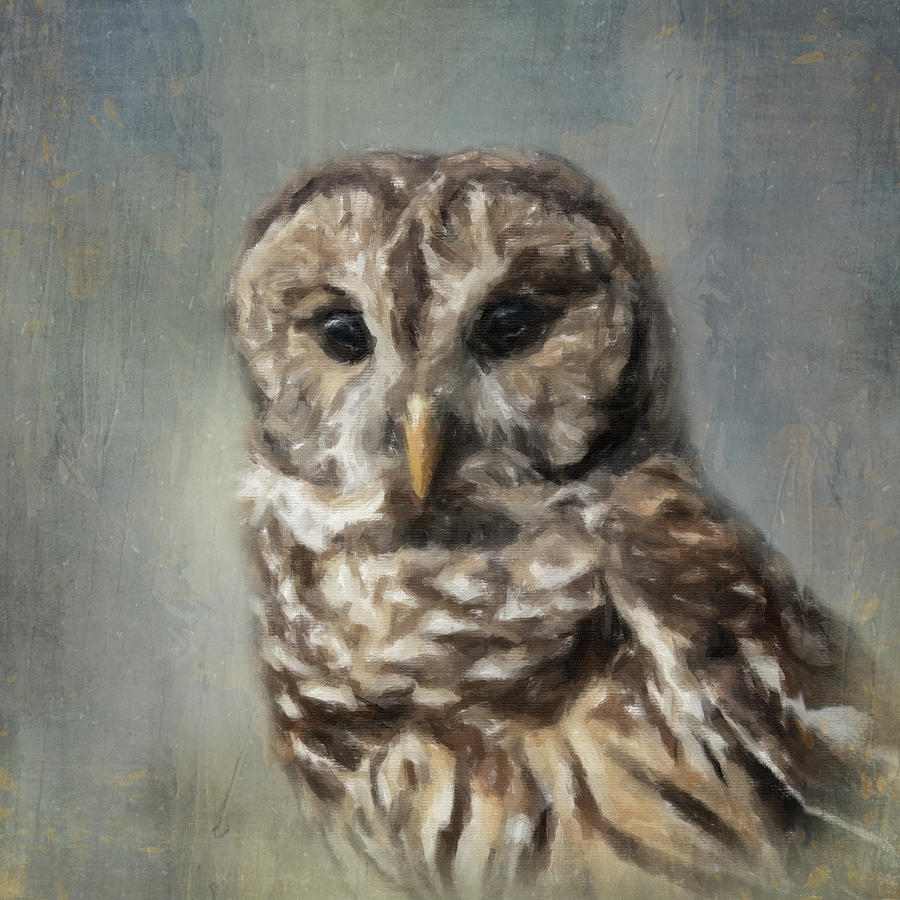 Barred Owl Digital Art by Mary Jo Cox