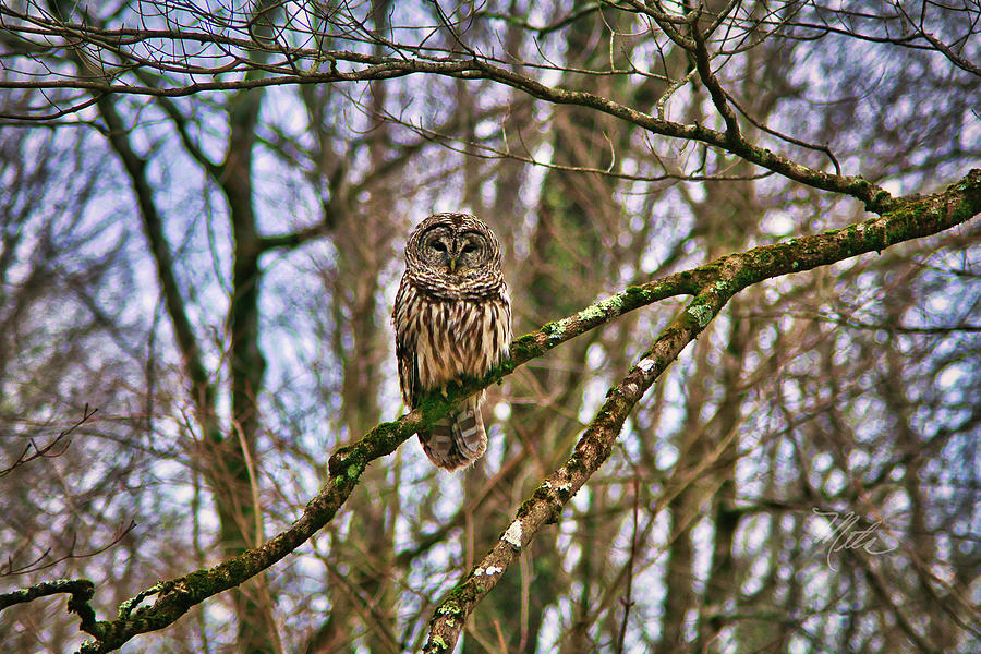Barred Owl Photograph by Meta Gatschenberger