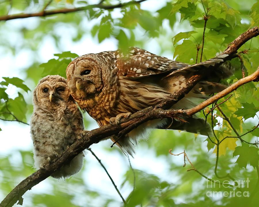Barred owl mom and baby  Photograph by Heather King