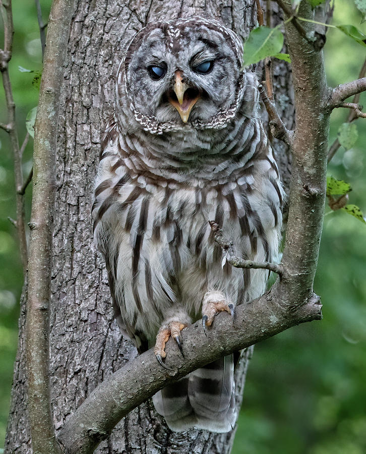 Barred Owl Mouth Open Photograph by Scott Miller - Pixels