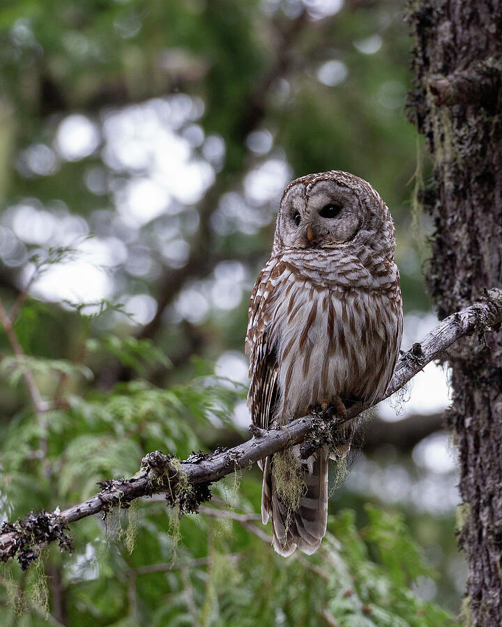 Barred Owl Mt Rainier National Park Photograph by Jemmy Archer Barred Owl Mt Rainier National Park Photograph by Jemmy Archer