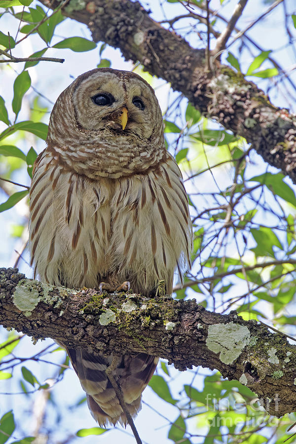 Barred Owl Near Lettuce Lake Park Photograph by Natural Focal Point Photography