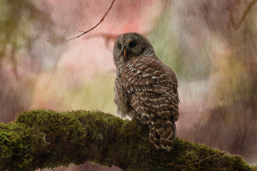 Barred Owl on a Mossy Branch Artistic Photograph by Catherine Avilez