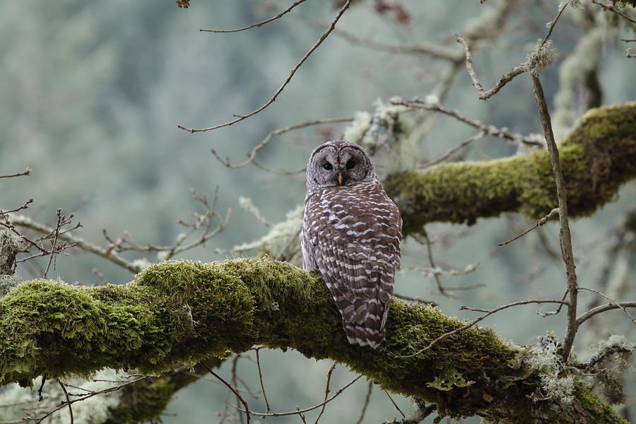 Barred Owl on a Mossy Branch Photograph by Catherine Avilez