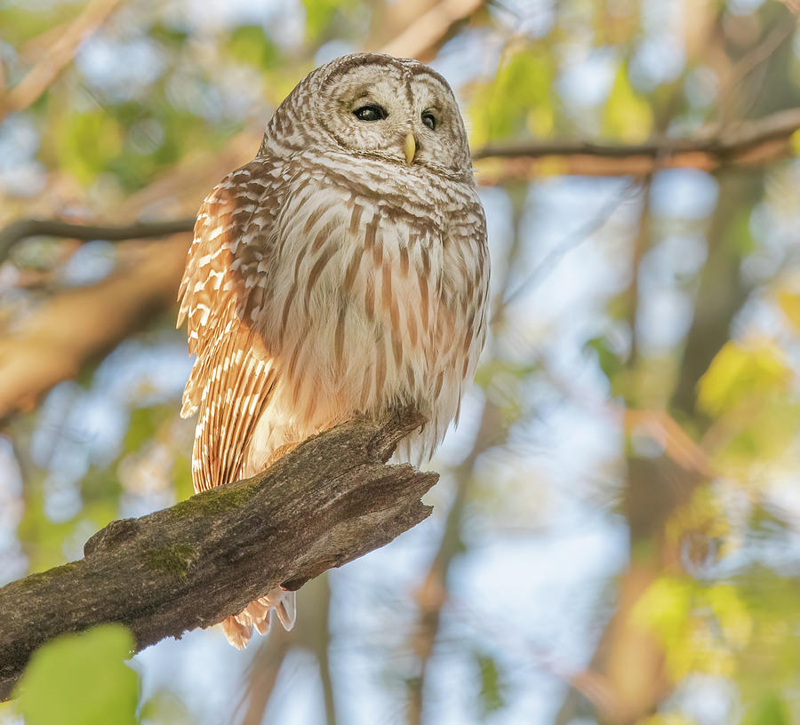 Barred Owl on a Perch Photograph by Scott Miller