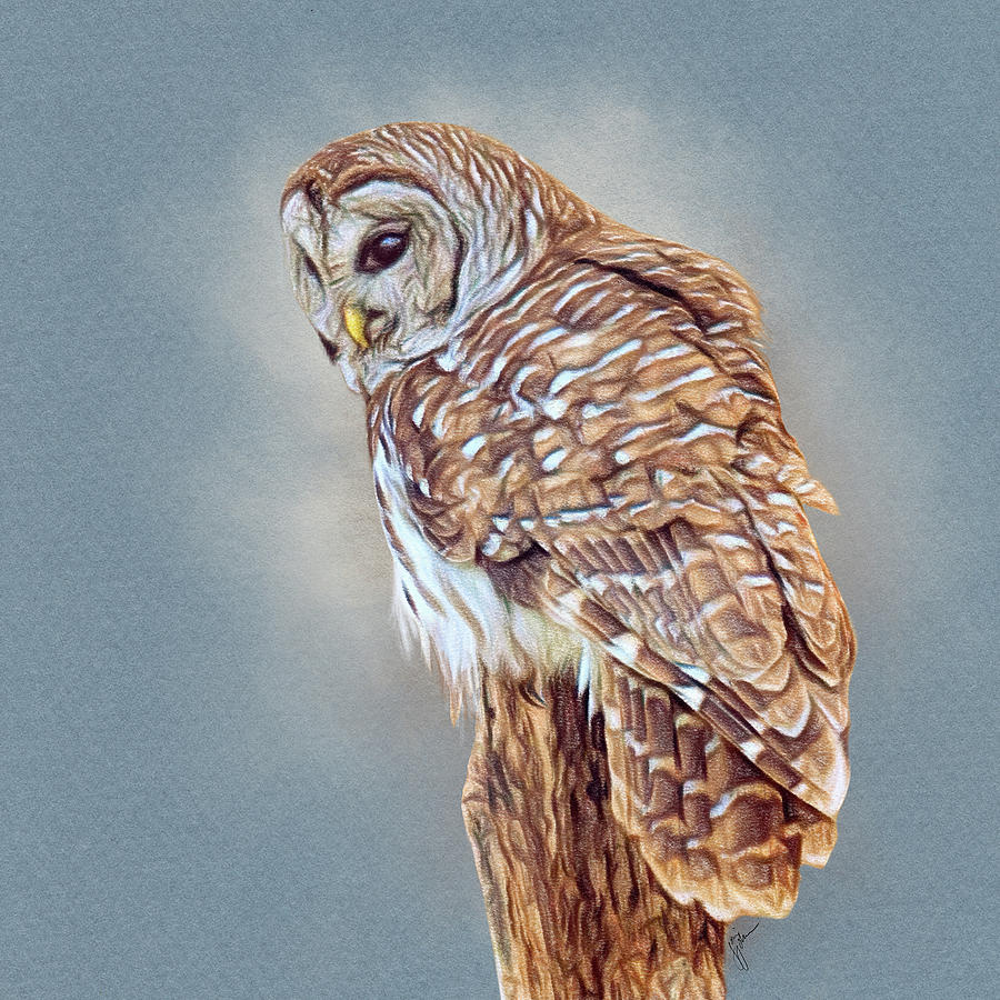 Barred Owl On A Stump Drawing by Jai Johnson
