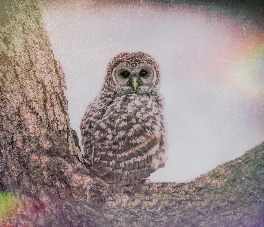 Barred Owl On A Tree Texture Photograph by Dan Sproul