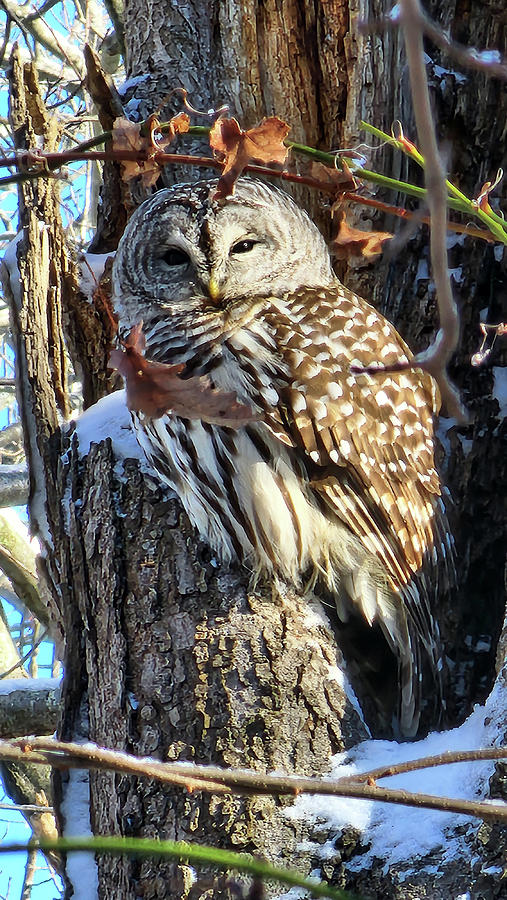 Barred Owl on a Winter Morning 101 Photograph by Jeff Folger