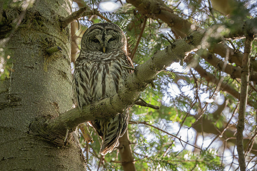 Barred Owl on Branch Photograph by Bill Cubitt