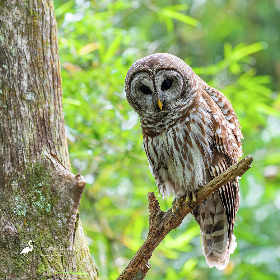 Barred Owl on Branch Photograph by Larry Maras Barred Owl on Branch Photograph by Larry Maras