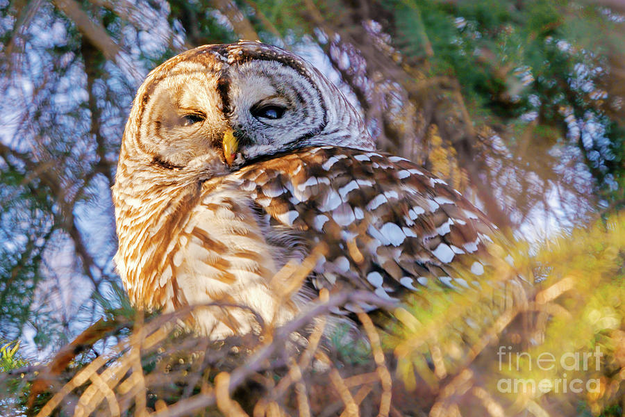 Barred Owl on Conifer Tree Photograph by Charline Xia