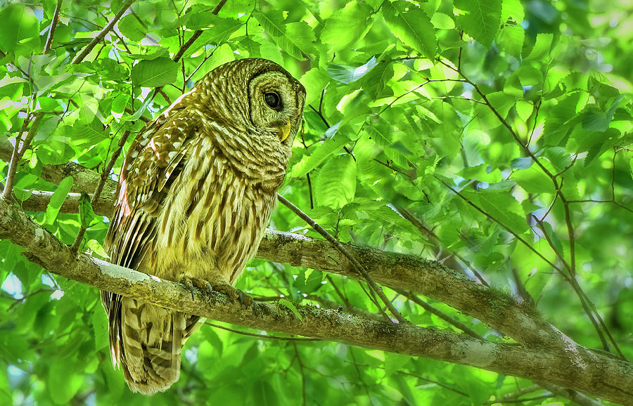 Barred Owl on the Lookout Photograph by Bill Chambers