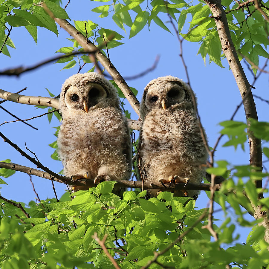 Barred Owl Owlets, Indiana Photograph by Steve Gass