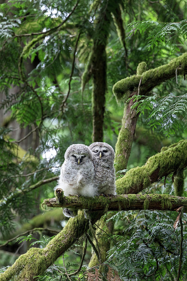  Barred Owl  Owlets Photograph by Michael Russell