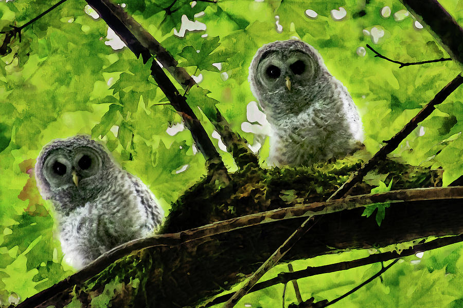 Barred Owl Owlets Watercolor Photograph by Peggy Collins