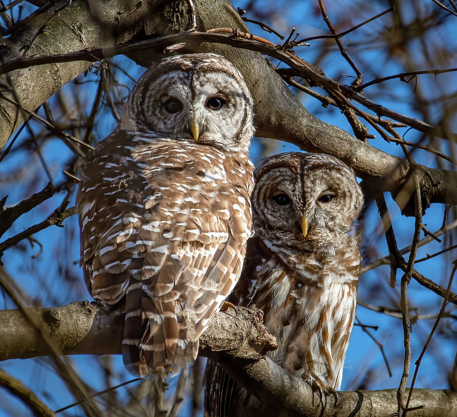 Barred Owl Pair Photograph by Brian Shoemaker