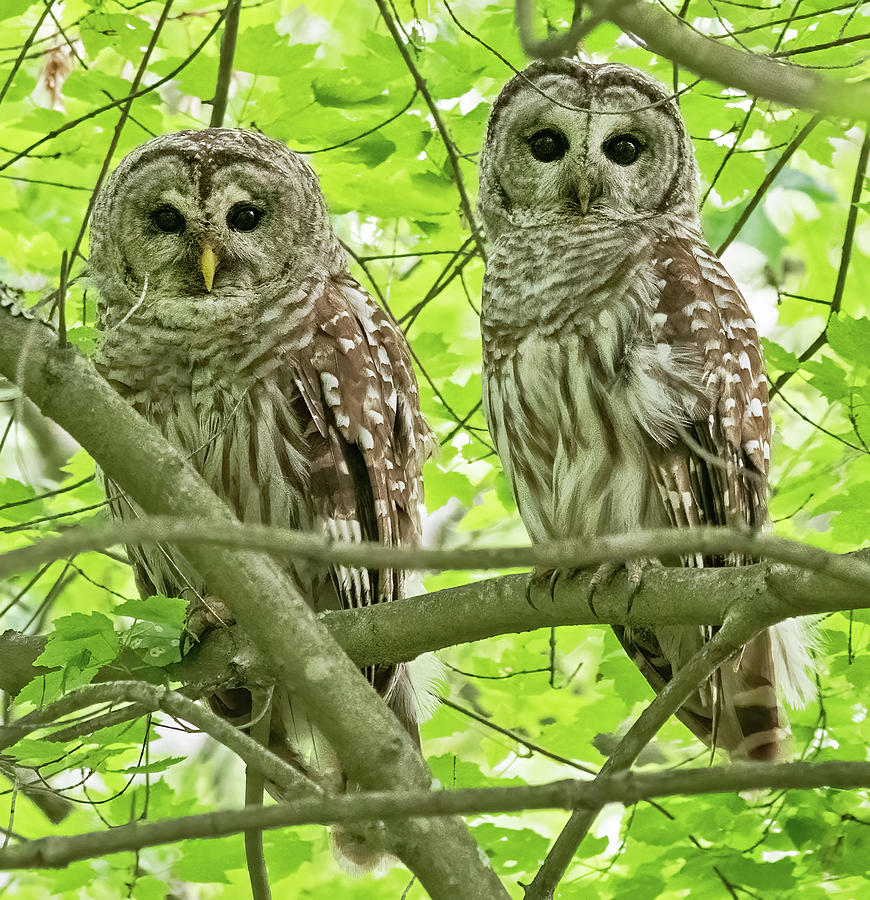 Barred Owl Pair  Photograph by Scott Miller