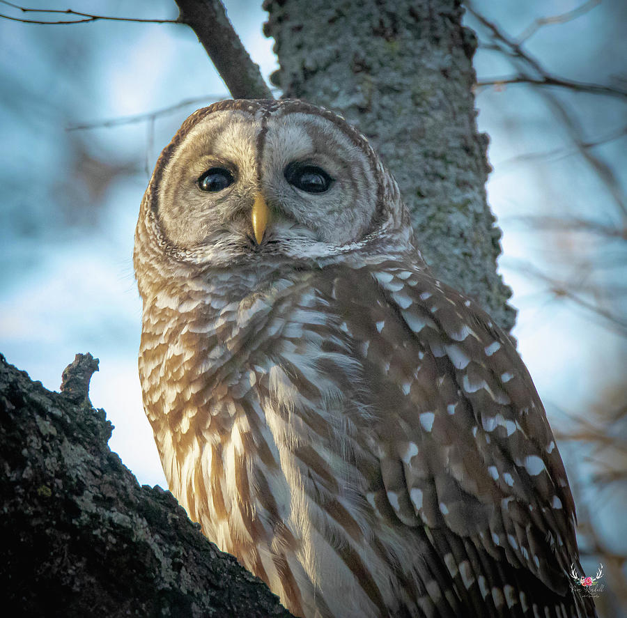Barred Owl Photograph by Pam Rendall