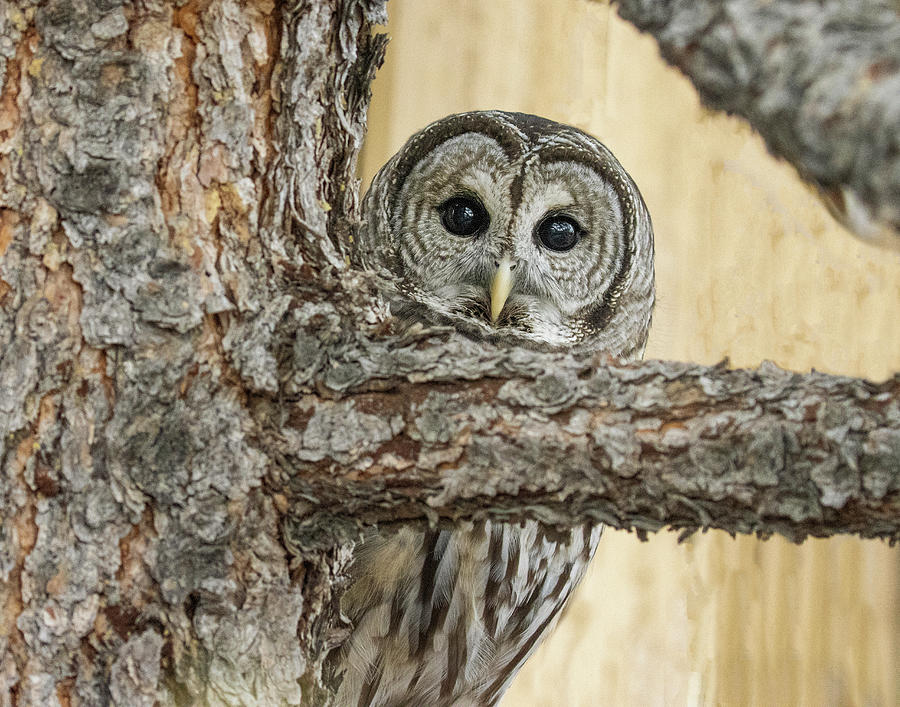 Barred Owl Peeking Photograph by Dawn Key