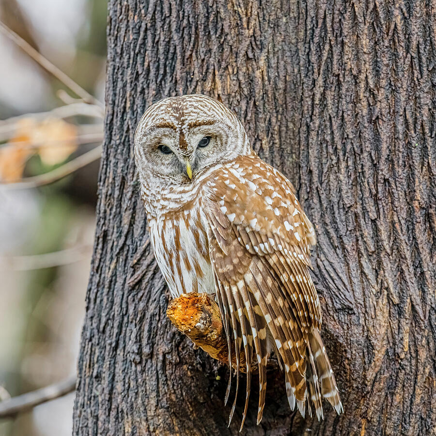 Barred Owl Perched #3 Photograph by Morris Finkelstein | Pixels