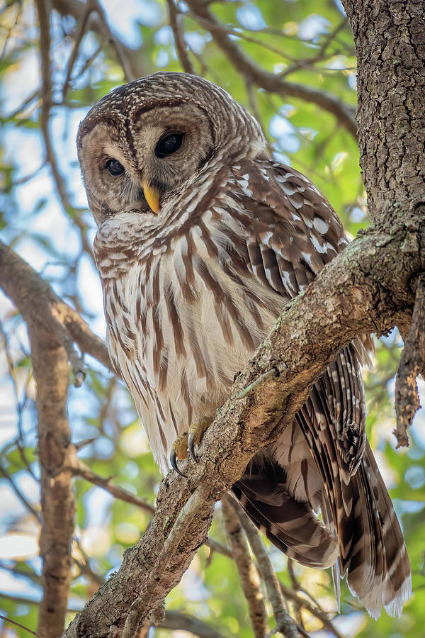 Barred Owl Perched Photograph by Bradford Martin