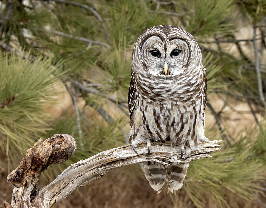 Barred Owl Perched Photograph by Dawn Key