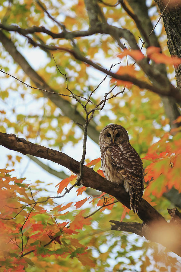 Barred owl perched in a maple tree surrounded by fall leaves of orange ...