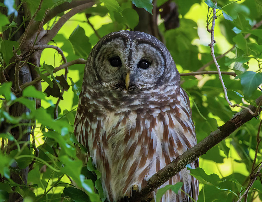Barred Owl Portrait Photograph by Chad Meyer