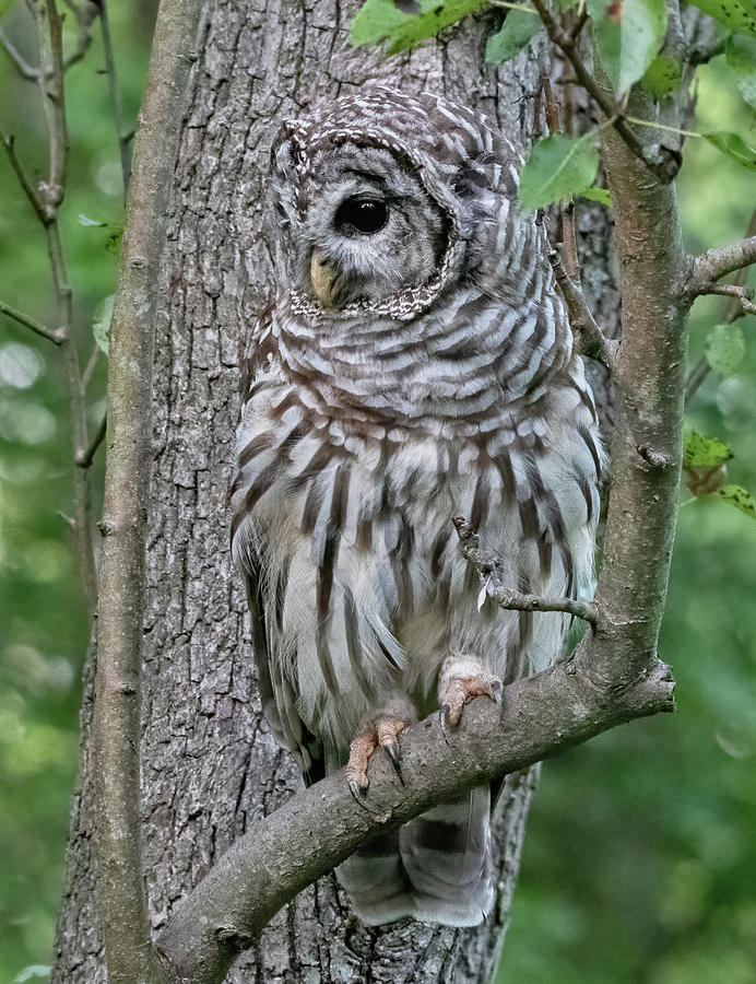 Barred Owl Portrait Photograph By Scott Miller - Fine Art America